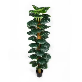 Artificial Money Plant (Monstera) with decorative pot 180cm