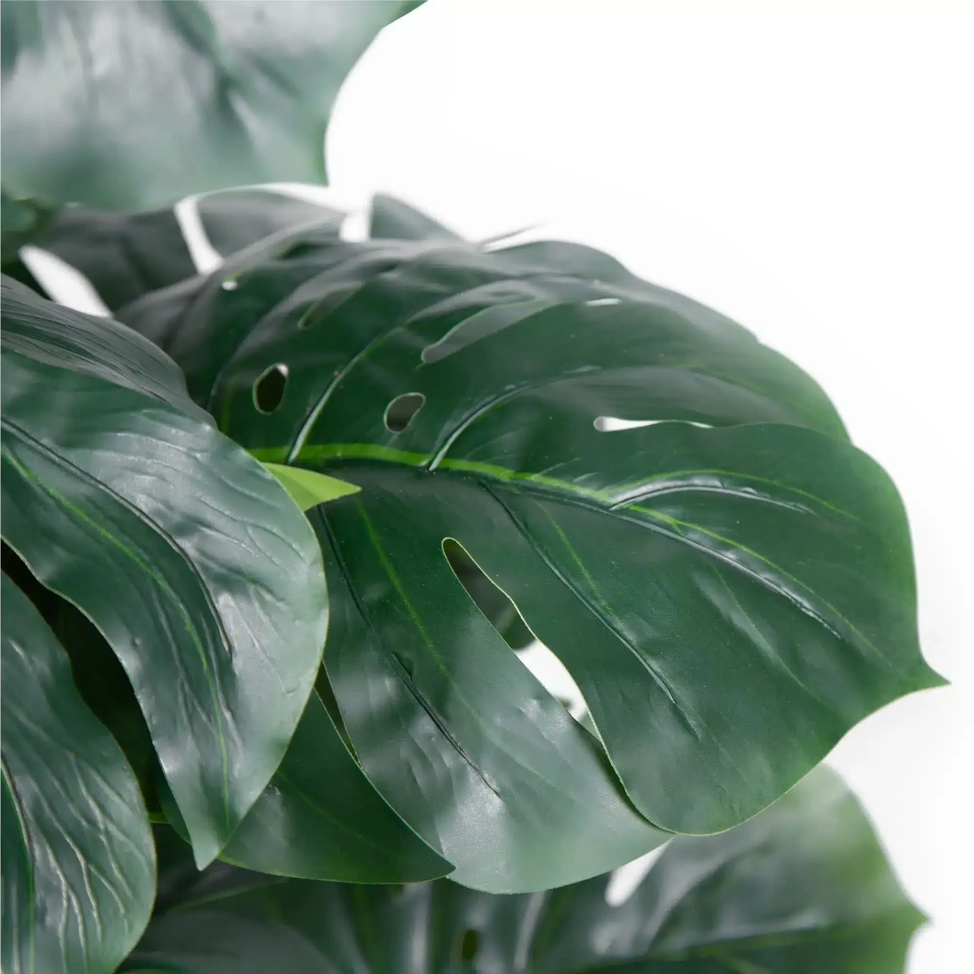 Artificial Money Plant (Monstera) with decorative pot 180cm